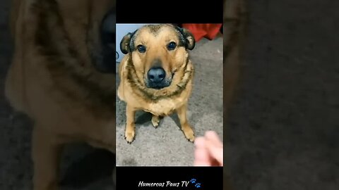 Funny animals 2024😂- Funniest Cats and Dogs Video😹🐶 #44