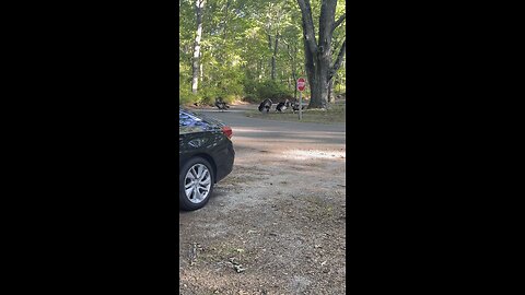 Camping in New York