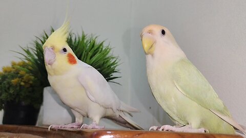 Cute Cockatiel & Lovebird