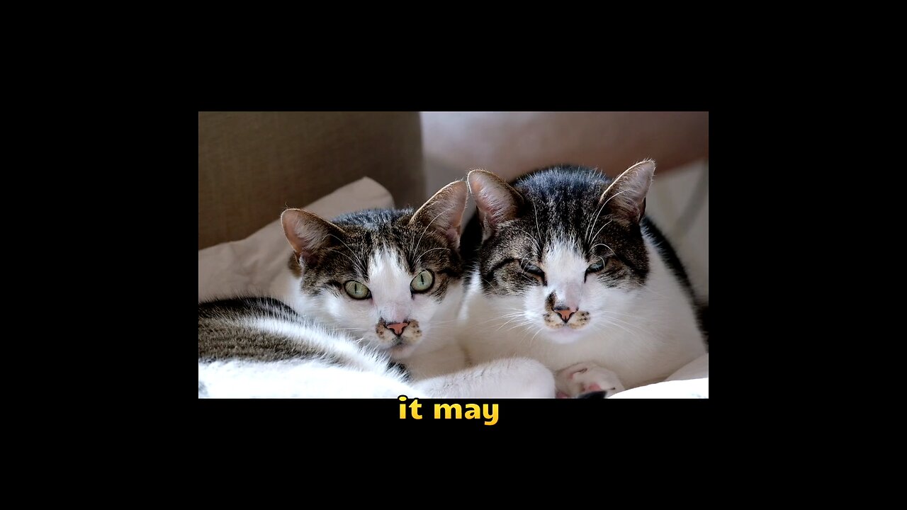 The Secret Language of Cat Eyes: What Your Feline Is Saying Without Words