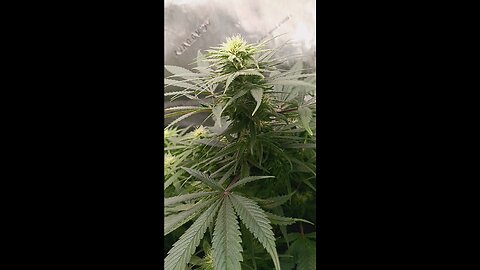 Wedding cheesecake week 12 day 3