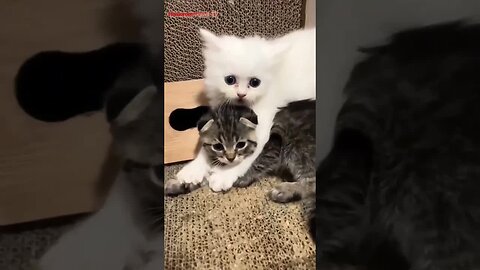 Kings of Laughter:The Comedy Show of funny Animals!