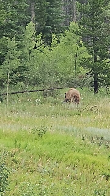 Grizzly Bear in Banff National Park