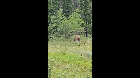 Grizzly Bear in Banff National Park