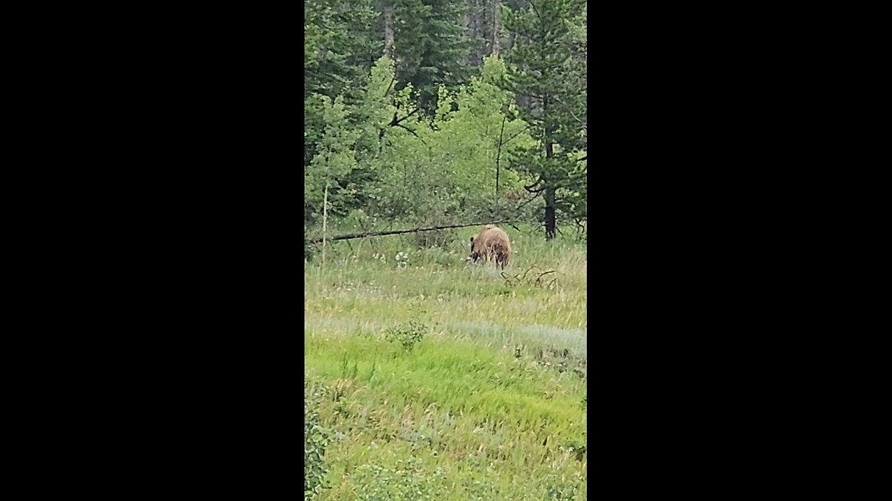 Grizzly Bear in Banff National Park