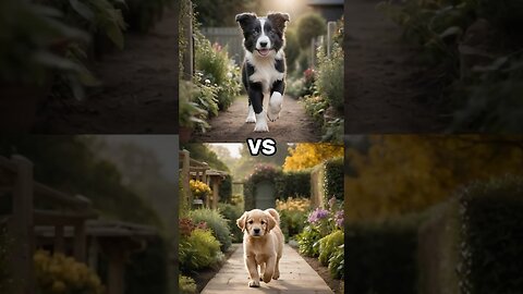 Cutest fight ever! Who's the strongest puppy?