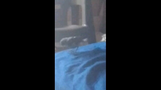 rescued baby birds part 2