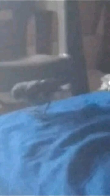 rescued baby birds part 2