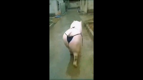 Animais engraçados