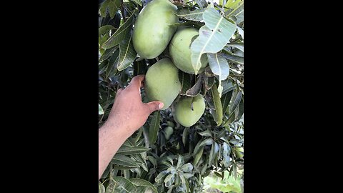 mango 🥭🥭🥭🥭 trees