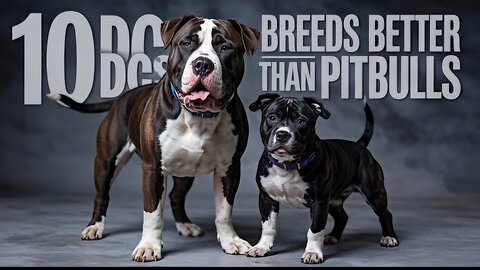 10 Dog Breeds Better Than Pitbulls.