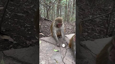 Funny monkey #44