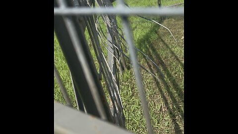 Hogs tore up the hog trap