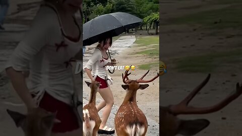 funny animals compilation #funnyanimals #animals #pets #shorts