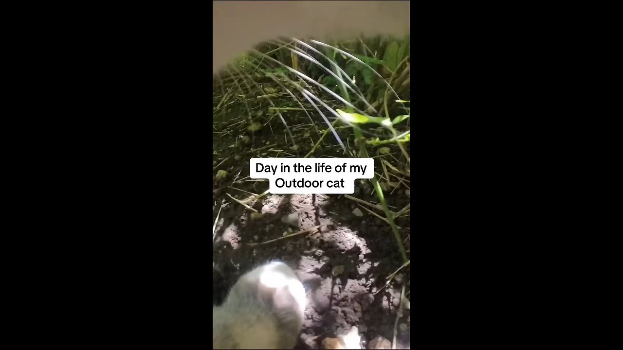 Snowy has the cutest meows ever 📸