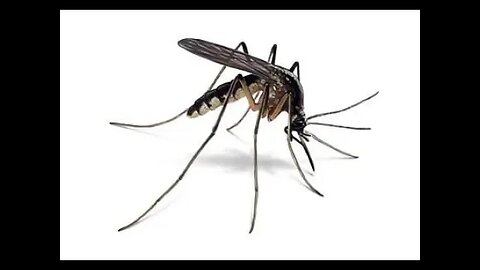 Bugs -how we deal with them.