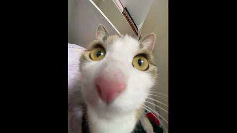 🫠🫠🫠🫠hot video with cat