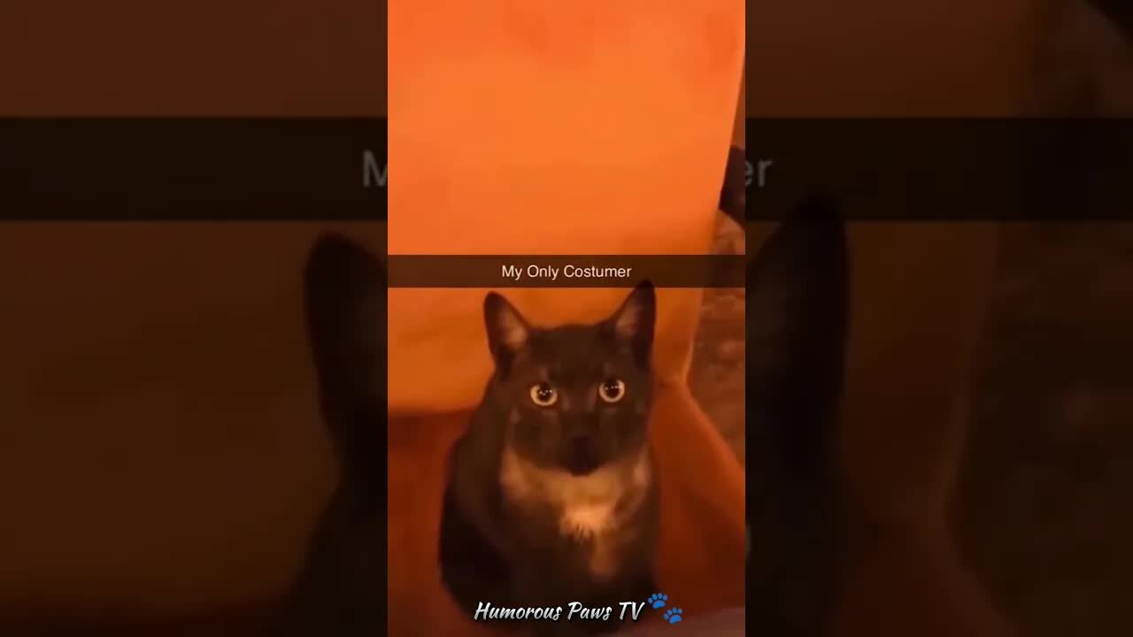 Funny animals 2024😂- Funniest Cats and Dogs Video😹🐶
