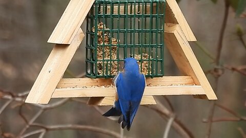 Male & Female Bluebirds at Feeder | Bluebirds ❤️ Peanut Butter Suet #bluebirds