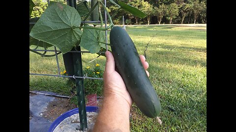 Cucumbers Still Producing Nicely 9/18/25