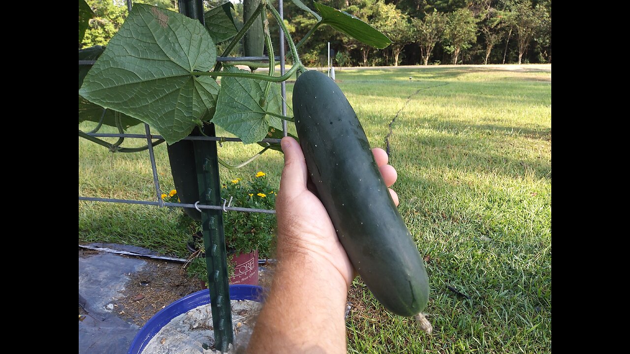 Cucumbers Still Producing Nicely 9/18/25