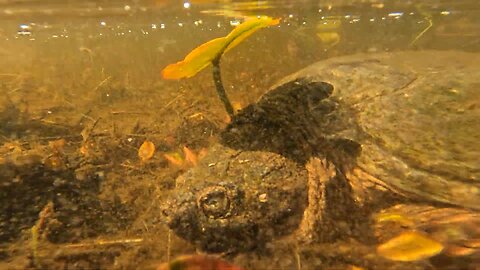 Snapping Turtle