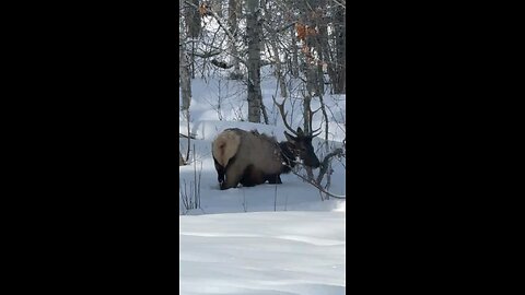 just a couple of bull elk in Sun valley Idaho
