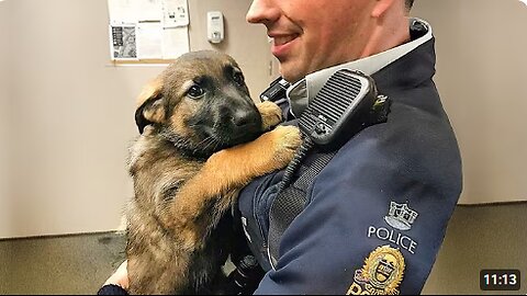 When A Police Dog’s First Day On The Job 😁 Funny Dog Videos