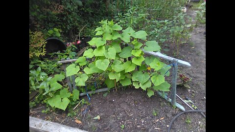 Garden Jazz 8-13