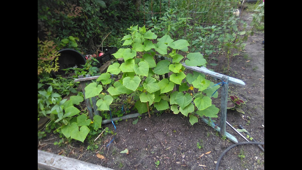 Garden Jazz 8-13