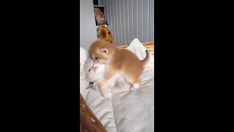 son adorables