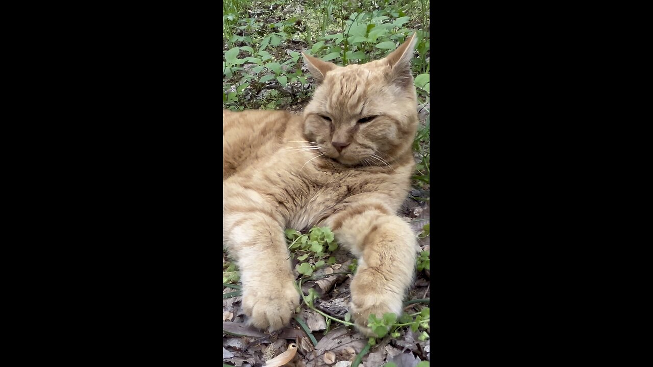Rijik 🐈 in nature.