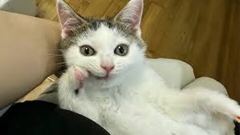 Funniest ANIMALS Videos 2025 That Will Blow Your Mind! 😂