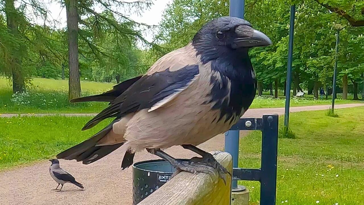 Hand Feeding Hooded Crow Peanuts on a Park Bench
