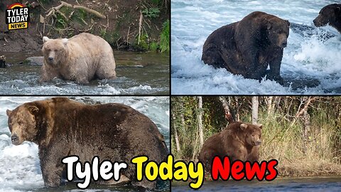 Fat Bear week approaches!!! News to make you smile