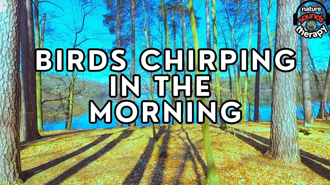 Relaxing nature sounds for sleep - Early spirng forest 4K
