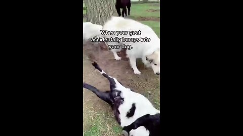 comedy with animals | funny video with animals