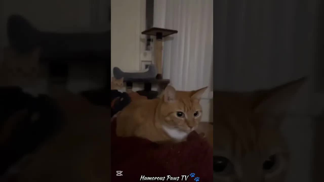 Funniest Animal Moments You’ll See Today!
