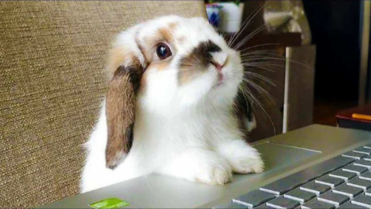 Funniest and Cutest Rabbit Videos Ever