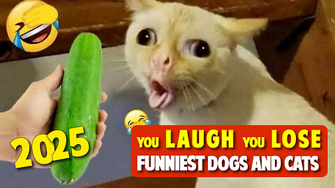 You Laugh You Lose 😜 Funniest Dogs & Cats 2025 🐶😼