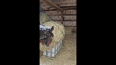 ❄️January 2026❄️