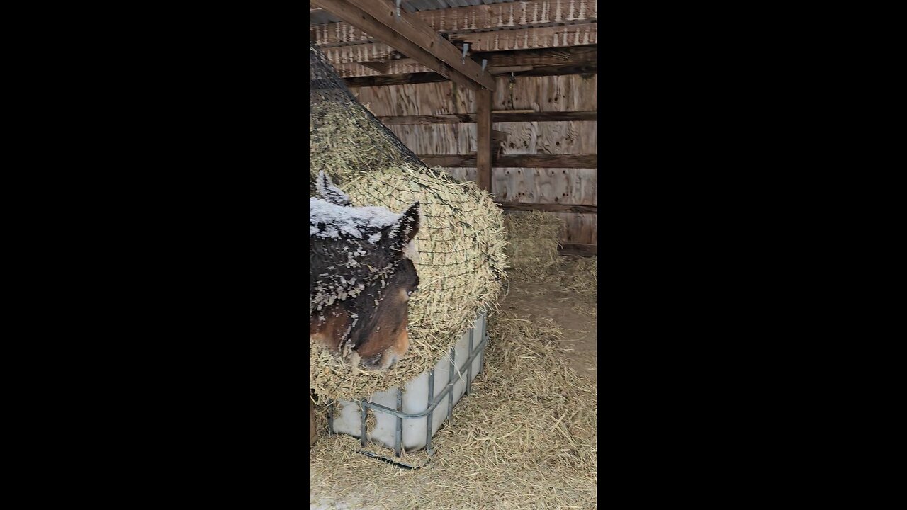 ❄️January 2026❄️