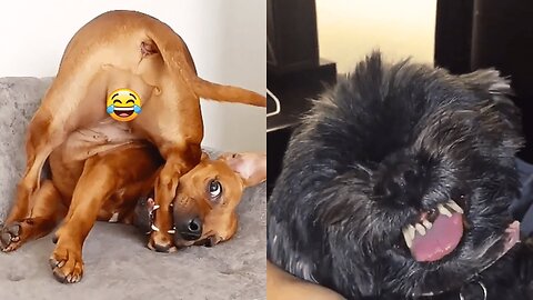 Funny And Dog Videos - funniest Animmal Videos 2025