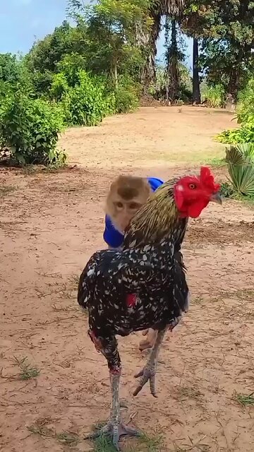 Lovely animal SokYaa, OG, Pao Mom Are Famous Around The World #shorts #anime #trend #edit