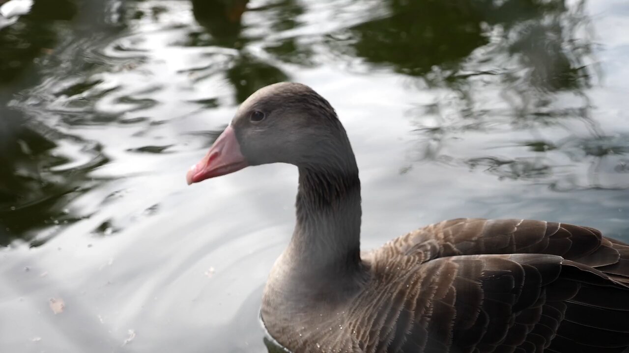 Serene Beauty: Ducks Gliding Effortlessly on the Lake