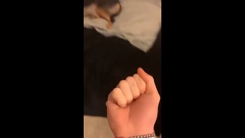 Funny dog