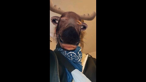 rain deer