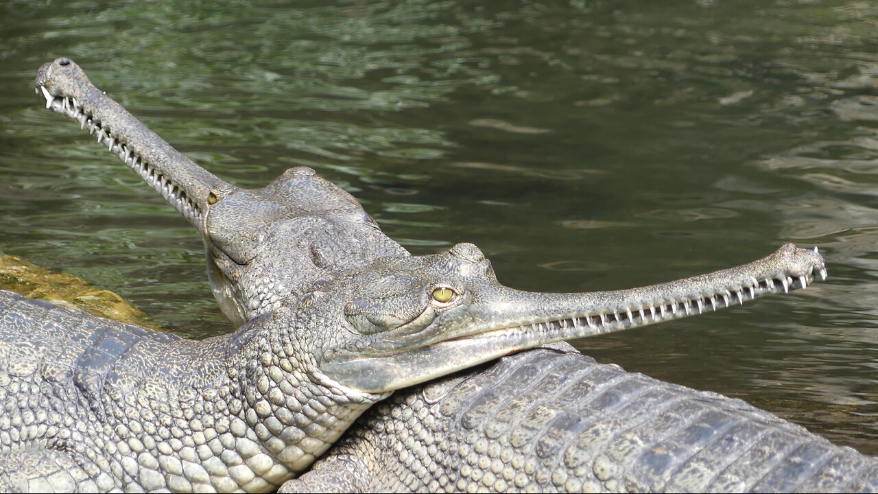 BRONX ZOO