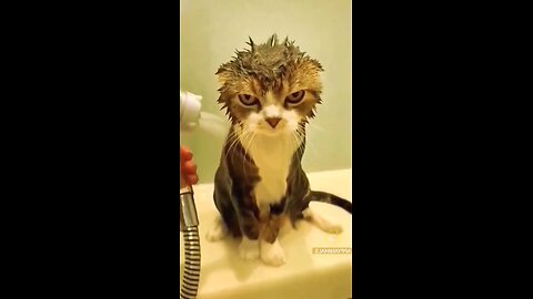 Fuuny cat shower time video 🤣