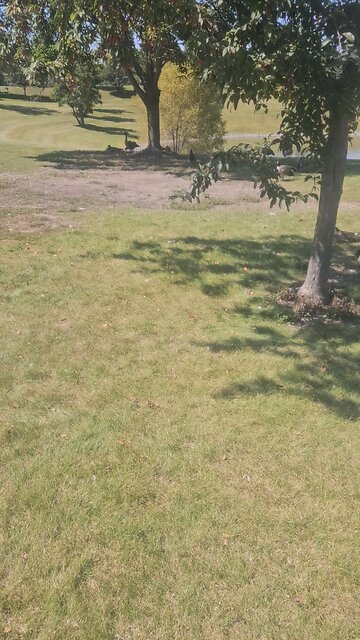 A Ton of Geese at Louis Reservoir